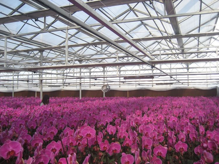 Glass Greenhouse 2