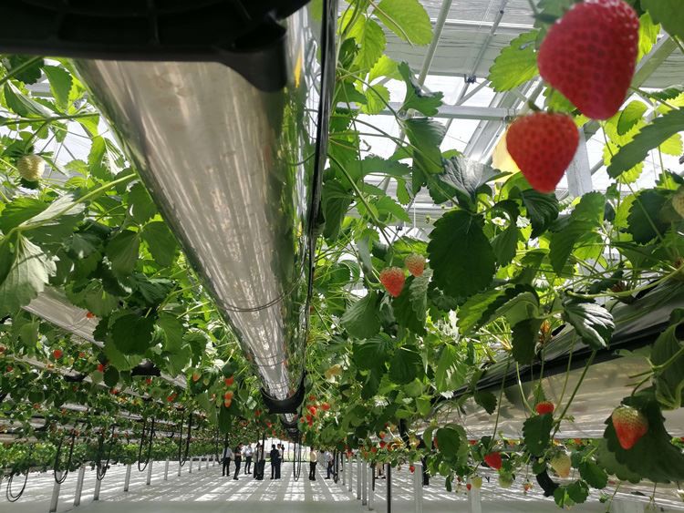 Glass Greenhouses