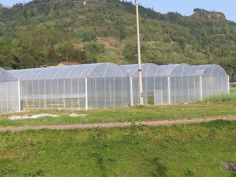 multi-span greenhouse construction technology