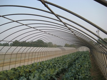 Precautions for the strength of the wall in the construction of vegetable greenhouses