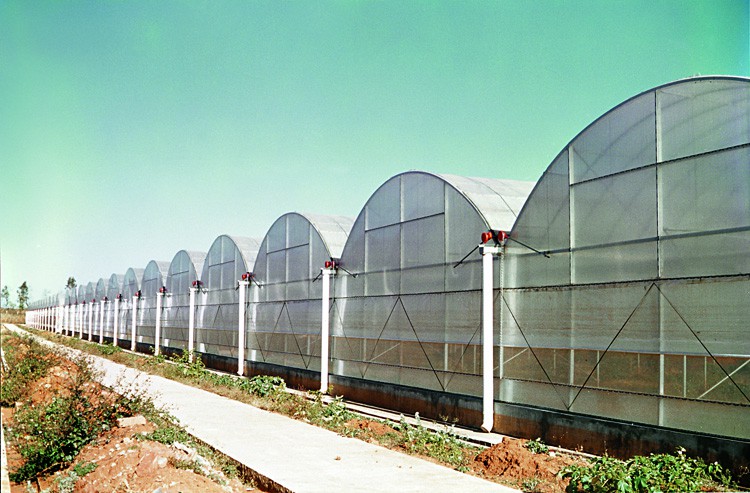 Muti-span Plastic Film Greenhouse
