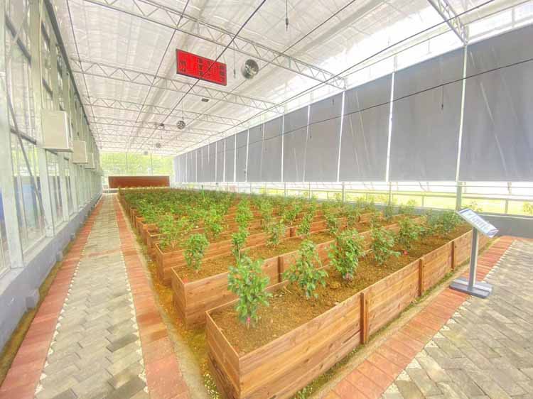 Overwintering of Greenhouse Vegetables