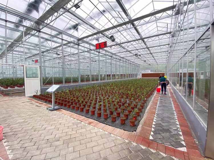 Soilless cultivation