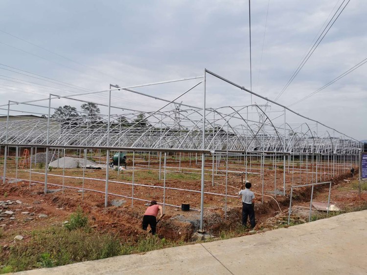 multi-span greenhouses