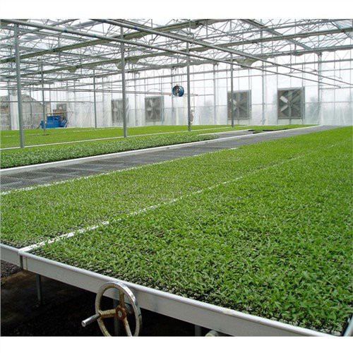 Pembibitan seedbed rumah kaca